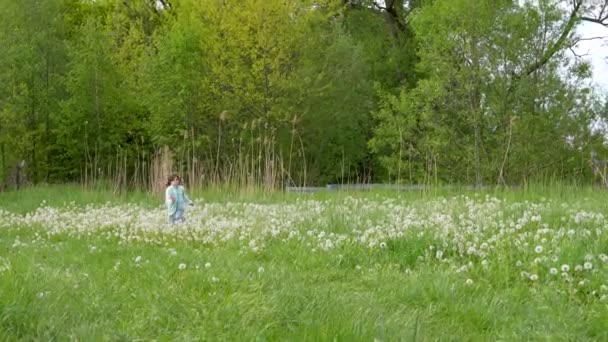 Mutlu Küçük Bir Kız Tarlada Tüylü Karahindibalarla Koşuyor Neşeyle Çiçekleri — Stok video