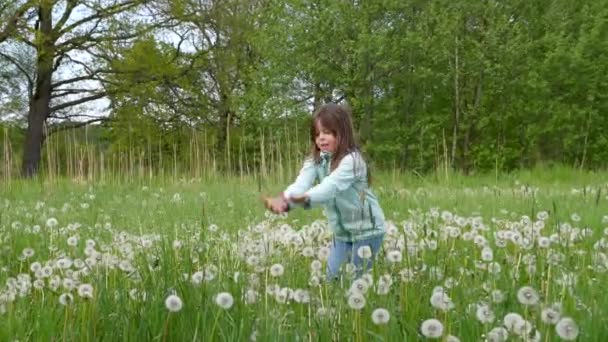 Счастливая Маленькая Девочка Бежит Зеленому Полю Пушистыми Одуванчиками Радостно Собирая — стоковое видео