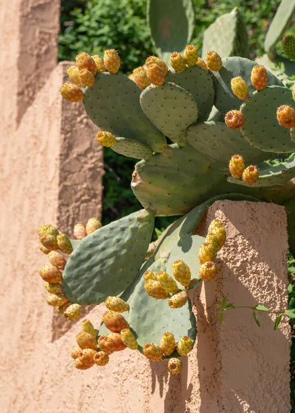 Cactus on a stone orange fence. Opuntia Ficus Indica, prickly pear. Ripe orange and yellow cactus fruits and green thick leaves with needles. Cactus spines. Mallorca, Spain