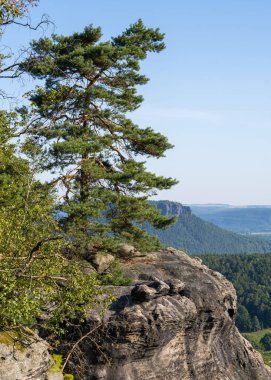 Bir kayanın üzerinde büyüyen yalnız bir çam ağacının görüntüsü. Dresden yakınlarındaki Elbe Nehri vadisindeki kum taşı kayalıkları. Sakson İsviçre Ulusal Parkı, Almanya. Ünlü turistik yer.