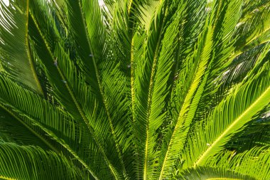  Taze palmiye yaprakları, tropikal yapraklar, palmiye yeşili yapraklar, doğal arka plan..