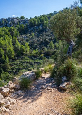 İspanya, Mallorca 'da bir zeytin bahçesinin manzarası. Zeytin ağaçlarının arasında yol. Kıvrık gövdeli yaşlı ağaç.