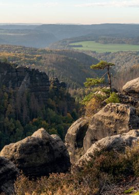 Saksonya, Almanya 'daki Saksonya, İsviçre Ulusal Parkı' ndaki Elbe Sandstone Dağları 'nın tepesindeki ikonik ağacın güzel manzarası. 