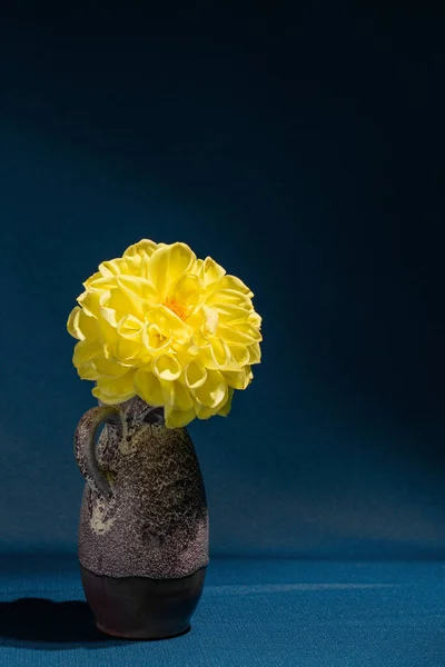 Yellow dahlia in a gray vase on a dark blue background. Still life, postcard, space for text