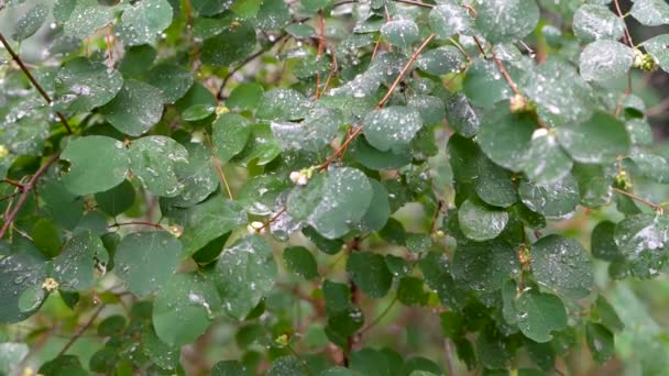 绿叶在雨中 雨滴落在绿叶上 — 图库视频影像