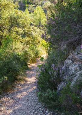 Ağaçlar arasında boş yürüyüş yolu, sık otlar ve çiçek açan İspanya Mallorca adasında Haide çiçekleri