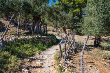 Zeytin ağaçlarının resimli görüntüsü. Zeytin bahçesindeki taşlardan yapılmış bir yol. Mallorca Adası, İspanya, Balear Adaları 