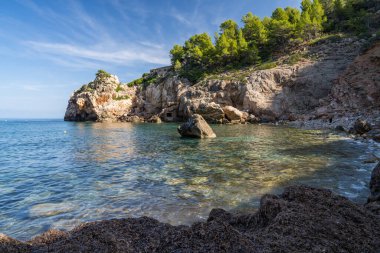 Port de Soller 'de güzel bir kıyı manzarası, ön planda yalnız bir çam ağacı, Mallorca, İspanya, Akdeniz' de yatlar ve gemiler için bir liman. 