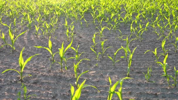 Field Young Shoots Corn Sunset Green Sprouts Rows Agricultural Business — Stock Video