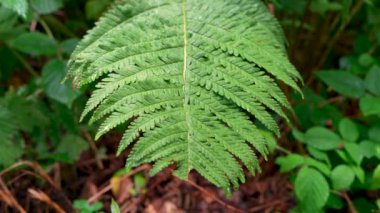 Yağmurda yeşil yapraklar. Yağmur damlaları yeşil eğrelti otu yapraklarına düşer. Doğa, yağmur, yağmur damlaları