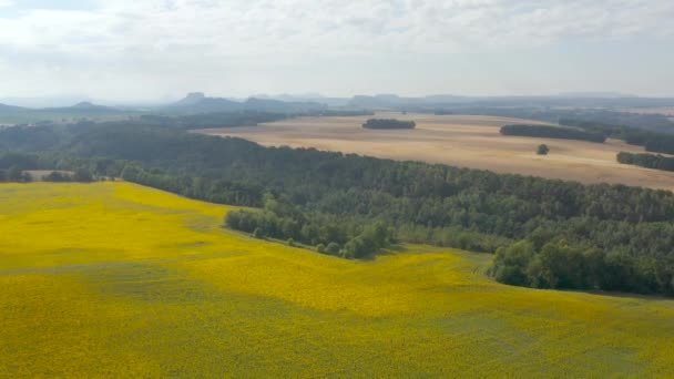 Vista Aérea Campos Con Girasoles Amarillos Paisaje Montaña Parque Nacional — Vídeo de stock
