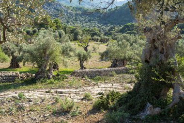 Çarpık gövdeli zeytin ağaçlarının manzarası. Zeytin bahçesinin arasında taş çitli bir turist yolu. Mallorca Adası, İspanya, Balear Adaları