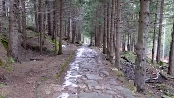 Ormandaki Turist Yolu Tepeden Tırnağa Kablolama Kardan Arta Kalanlar Yolda — Stok video