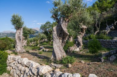 Çarpık gövdeli zeytin ağaçlarının manzarası. Zeytin bahçesinin arasında taş çitli bir turist yolu. Mallorca Adası, İspanya, Balear Adaları