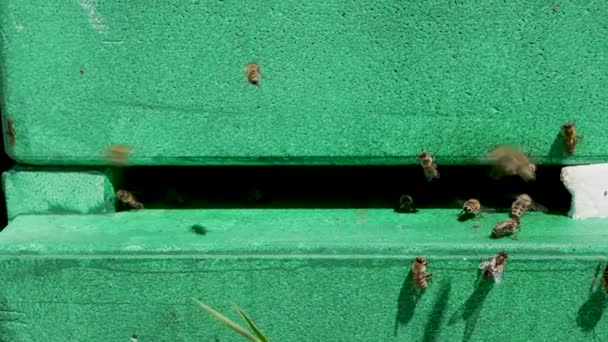 Méhek Kaptárban Egy Méh Nektárvirágport Gyűjt Egy Napsütéses Napon Dolgozó — Stock videók