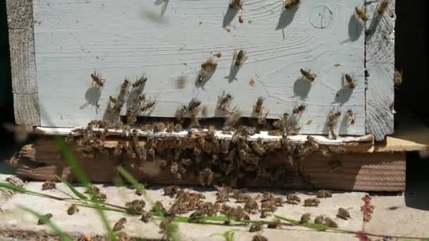 蜜蜂的近身 蜂窝里的蜜蜂 一群没有蜂后的蜜蜂他们不带来蜂蜜 他们不工作 — 图库视频影像