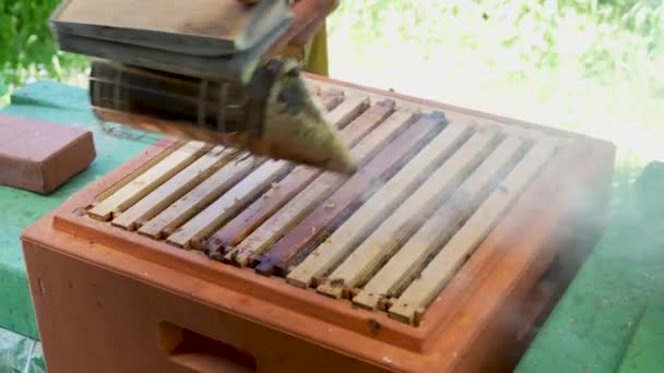 Μελισσοκόμος Καπνίζει Την Κυψέλη Μέλισσες Μελίσσια Συλλογή Φυσικού Μελιού Στη — Αρχείο Βίντεο