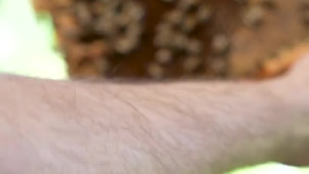 Méhész Vesz Egy Fésűt Tele Mézzel Természetes Méz Gyűjtése Extrakciós — Stock videók
