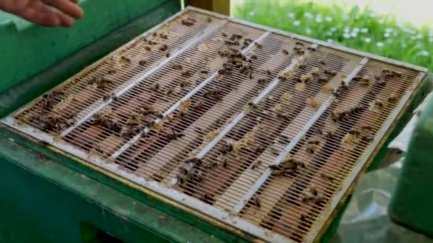 Beekeeper Takes Comb Full Honey Collection Natural Honey Extraction Process — Stock Video