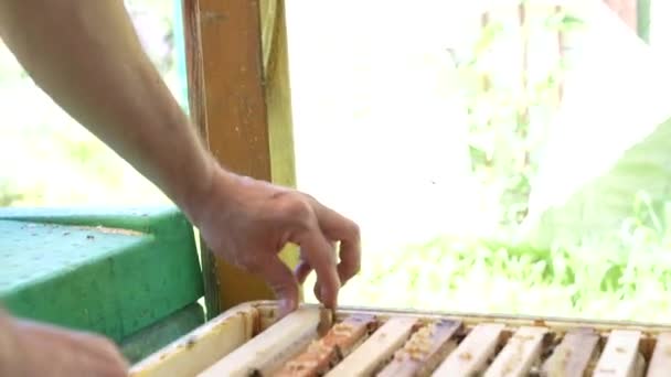 Bijen Korf Een Bij Verzamelt Nectar Stuifmeel Een Zonnige Dag — Stockvideo
