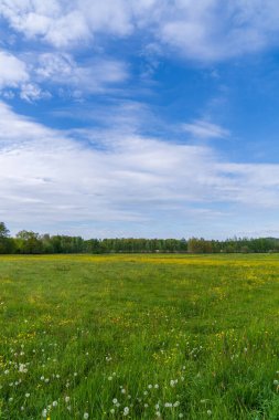 Taze çimen ve sarı çiçeklerle dolu güzel çayır arazisi bulutlu mavi gökyüzüne karşı. Yaz, bahar ideal doğal manzara.