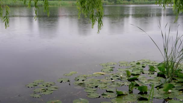 Regen Een Meertje Waterlelies Zwemeenden Bomen Regen Regendruppels Druppelen Langzaam — Stockvideo
