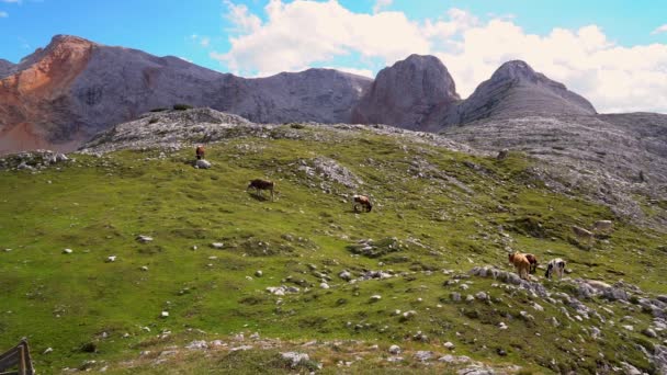 奶牛在意大利白云石绿色的草地上吃草 阳光灿烂 山景秀丽 意大利的高山白云石 — 图库视频影像