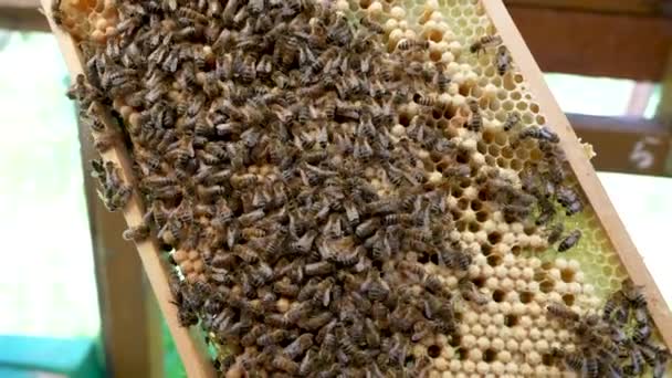 Bal Ile Mühürlenmiş Çerçevelerde Arıların Yakın Plan Görüntüsü — Stok video