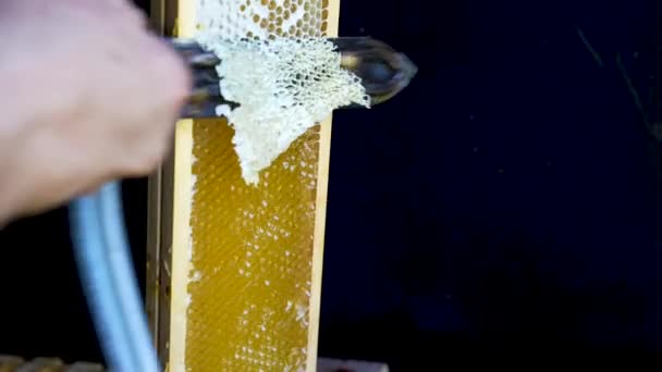 養蜂家はナイフで蜂のフレームからワックスをカットします 蜂蜜でいっぱいのハニカム 有機エコハニーの生産と収穫 健康食品と蜂の蜂蜜 — ストック動画