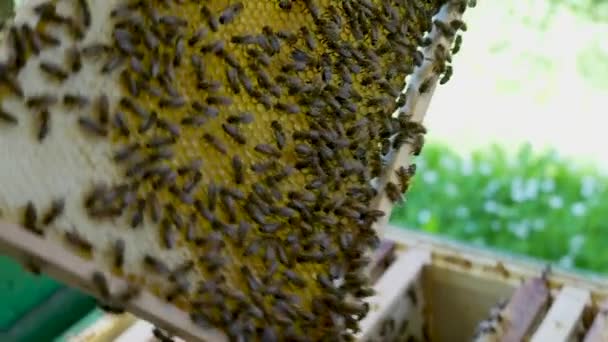 Méhész Elővesz Egy Mézzel Teli Fésűt Egy Késsel Levágja Viaszt — Stock videók