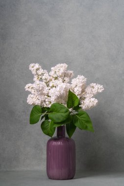 Gri arka planda koyu renkli bir vazoda büyük bir demet beyaz leylak. Mesaj için yer. Durgun hayat