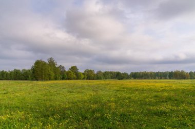 Bahar doğası sahnesi. Güzel manzara. Yeşil çimenler, ağaçlar ve çiçekler. Sakin arka plan, güneş ışığı. Manzara güzelliği arka planı
