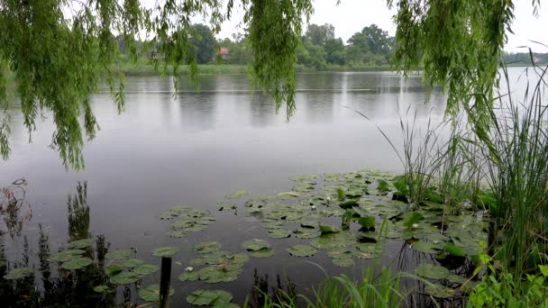 Lluvia Pequeño Lago Nenúfares Patos Nadadores Árboles Bajo Lluvia Gotas — Vídeo de stock