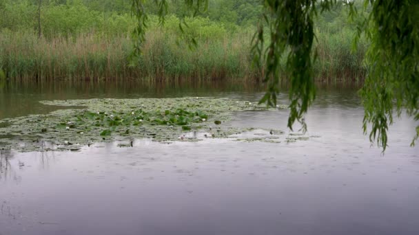 Regen Een Meertje Waterlelies Zwemeenden Bomen Regen Regendruppels Druppelen Langzaam — Stockvideo