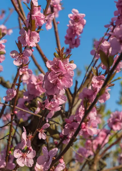 Mavi gökyüzünün altındaki bir ağacın üzerinde güzel pembe kiraz dalları, bahar mevsiminde Sakura çiçekleri, çiçek desenli desen, doğal arka plan..