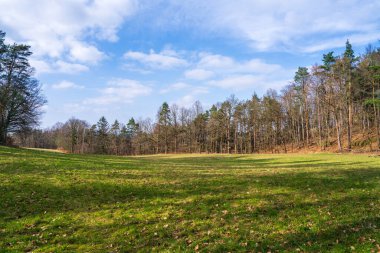 Bahar doğası sahnesi. Güzel manzara. Çayırdaki yeşil çimenler, çam ağaçları, berrak, mavi gökyüzü. Sakin arka plan, güneş ışığı. Resimli çayır arkaplanı