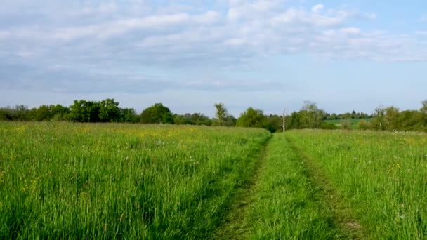 美しい自然 緑の草 野生の花と花の間の田舎の道 晴れた日 穏やかな風景 スローワイヤー — ストック動画