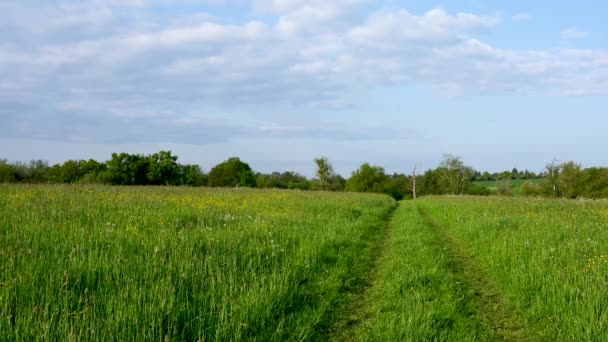 美しい自然 緑の草 野生の花と花の間の田舎の道 晴れた日 穏やかな風景 スローワイヤー — ストック動画