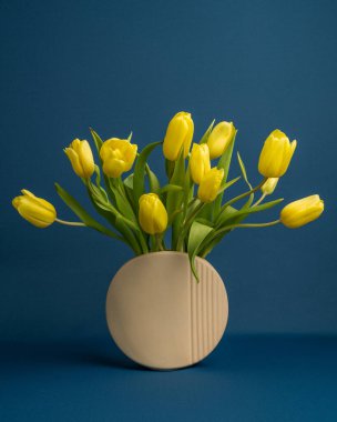 Mavi arka planda izole edilmiş taze, yemyeşil sarı laleler. Narin, durgun hayat. Metin için yeri var. Bahar minimum konsepti