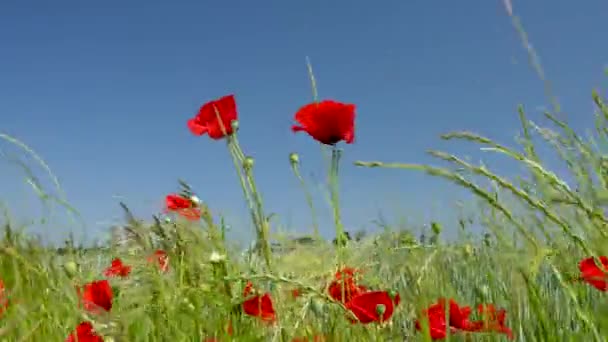 Poppy Mező Virágzó Vörös Mákok Mezeje Virágok Kék Ellen Természet — Stock videók