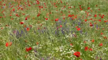 Güneşli bir günde farklı çiçeklerin açtığı güzel bir tarla. Kırmızı gelincikler, beyaz papatyalar, yeşil çimenler. Kavram: doğanın güzelliği, ilkbahar, yaz güneşli gün, fauna, çevre, ekosistem.