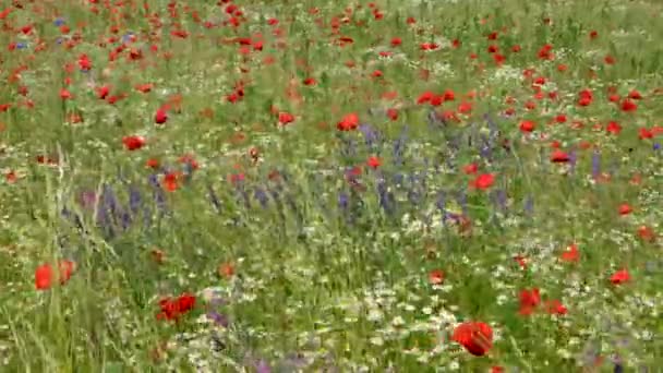 Piękne Pole Kwitnących Różnych Kwiatów Słoneczny Dzień Czerwone Maki Białe — Wideo stockowe