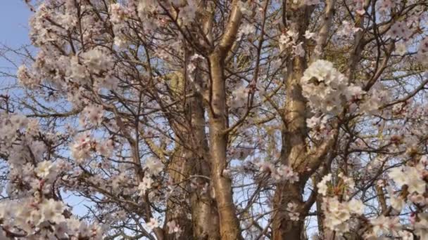 Kwitnie Wiśnia Japońska Biała Sakura Okablowanie Dołu Góry Wzdłuż Drzewa — Wideo stockowe