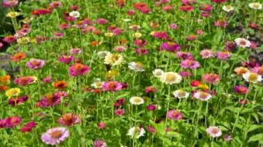 Güzel bir amiral kelebeği, bahçedeki çok renkli, çeşitli, parlak çiçeklerden elde edilen nektarla beslenir..