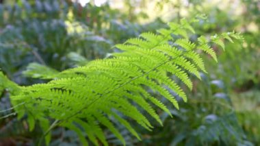 Yeşil, taze eğreltiotu yaprağı rüzgarda sakince hareket eder. Yakın çekim, yavaş çekim