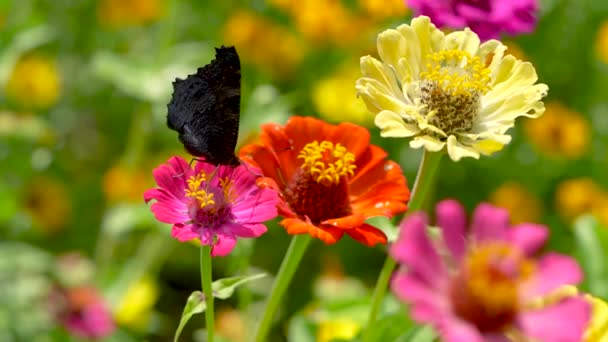 Красивая Черная Оранжевая Бабочка Собирает Нектар Желтый Цветок Крупный План — стоковое видео