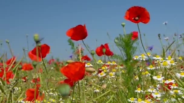Poppy Mező Virágzó Vörös Mákok Mezeje Virágok Kék Ellen Természet — Stock videók