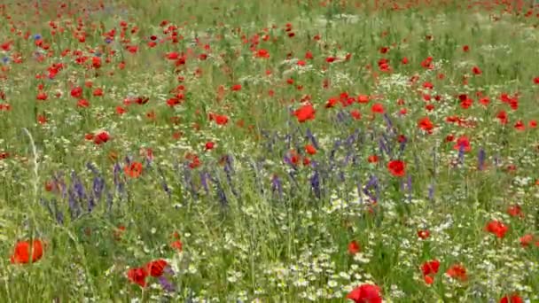 晴れた日に花を咲かせる美しいフィールド 赤いポピー 白いデイジー 緑の草 コンセプト 自然の美しさ 夏の晴れた日 動植物 生態系 — ストック動画