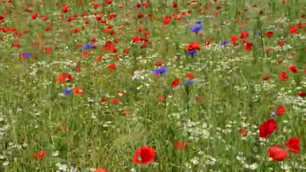 Прекрасное Поле Цветущих Цветов Солнечный День Красные Маки Белые Маргаритки — стоковое видео