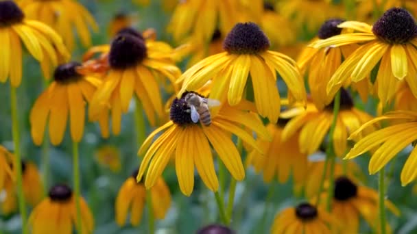Schöne Leuchtend Gelbe Blüten Rudbeckia Eine Biene Sammelt Nektar Nahaufnahme — Stockvideo
